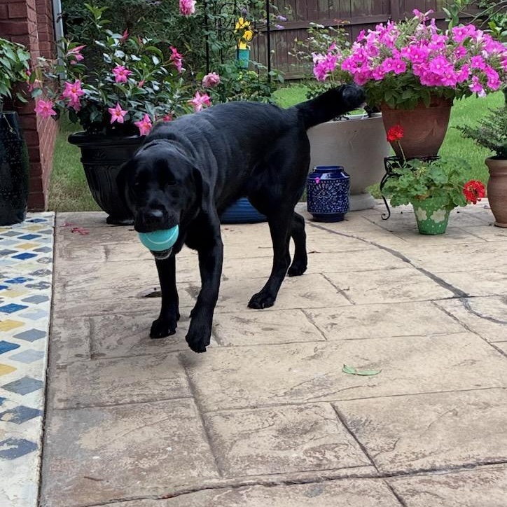 Nola- pending adoption, an adopted Labrador Retriever in Mashpee, MA image 4/6