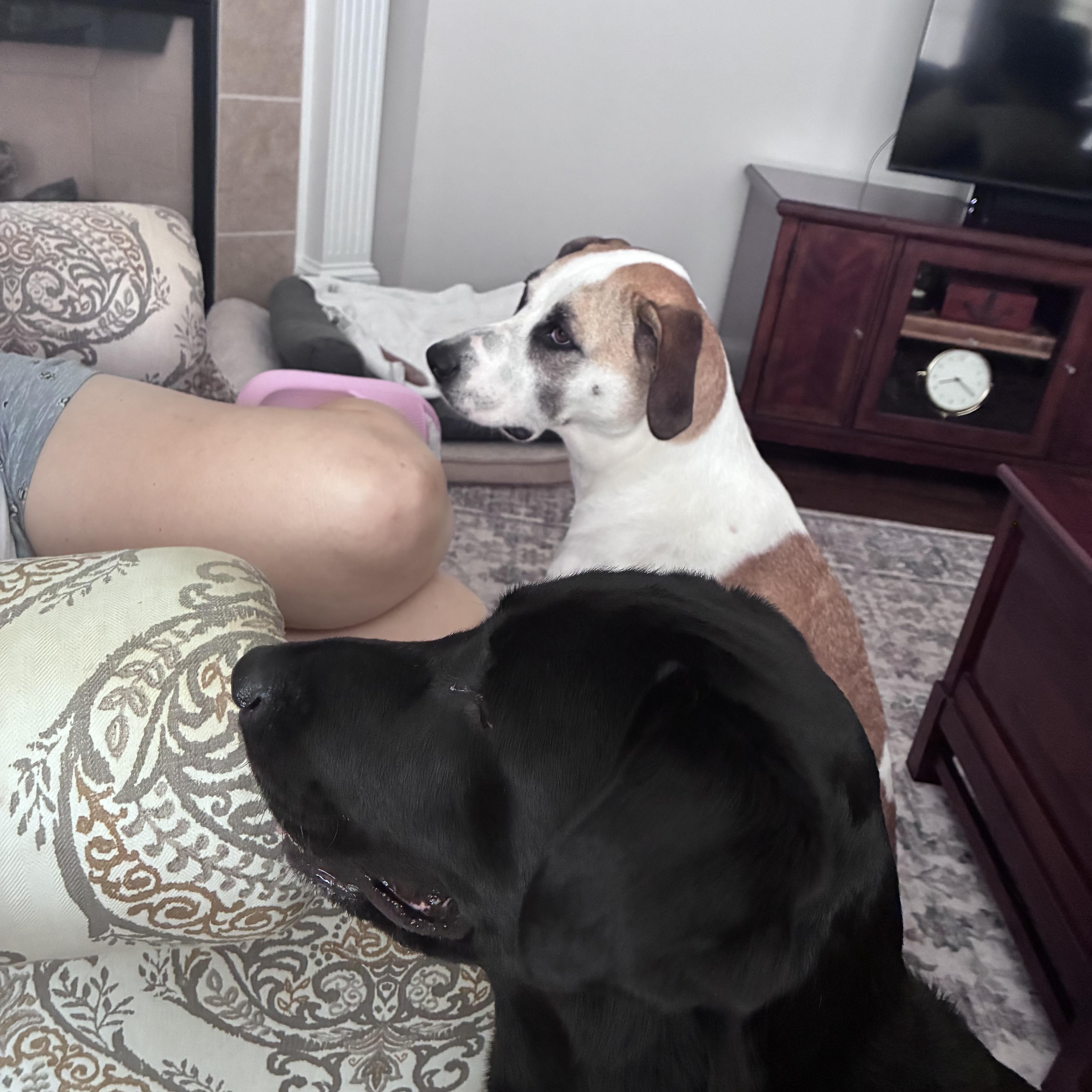 Nola- pending adoption, an adopted Labrador Retriever in Mashpee, MA image 6/6