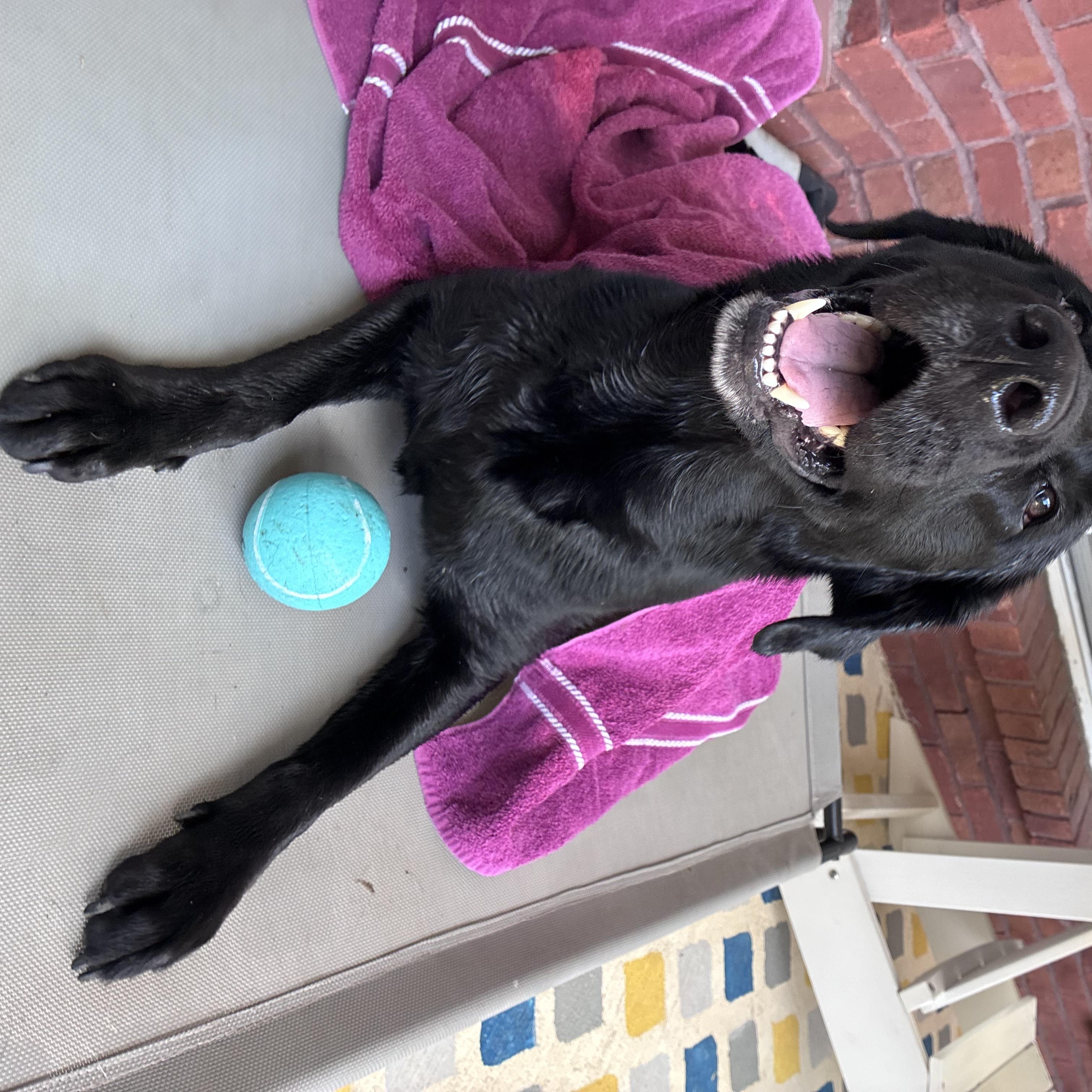 Nola- pending adoption, an adopted Labrador Retriever in Mashpee, MA image 5/6