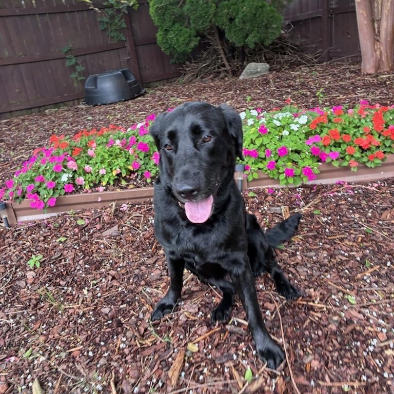 Nola- pending adoption, an adopted Labrador Retriever in Mashpee, MA image 2/6