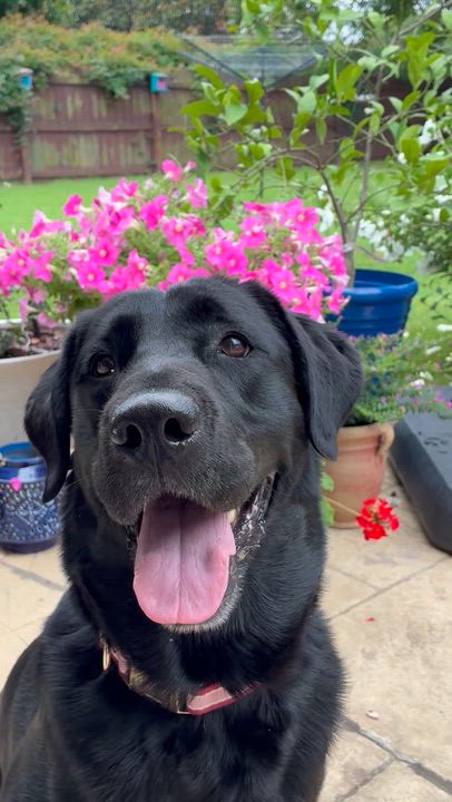 Enlarge Nola- pending adoption, an adopted Labrador Retriever in Mashpee, MA video 3/6