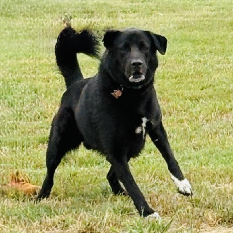 *Barkley, Adult Male unknown
