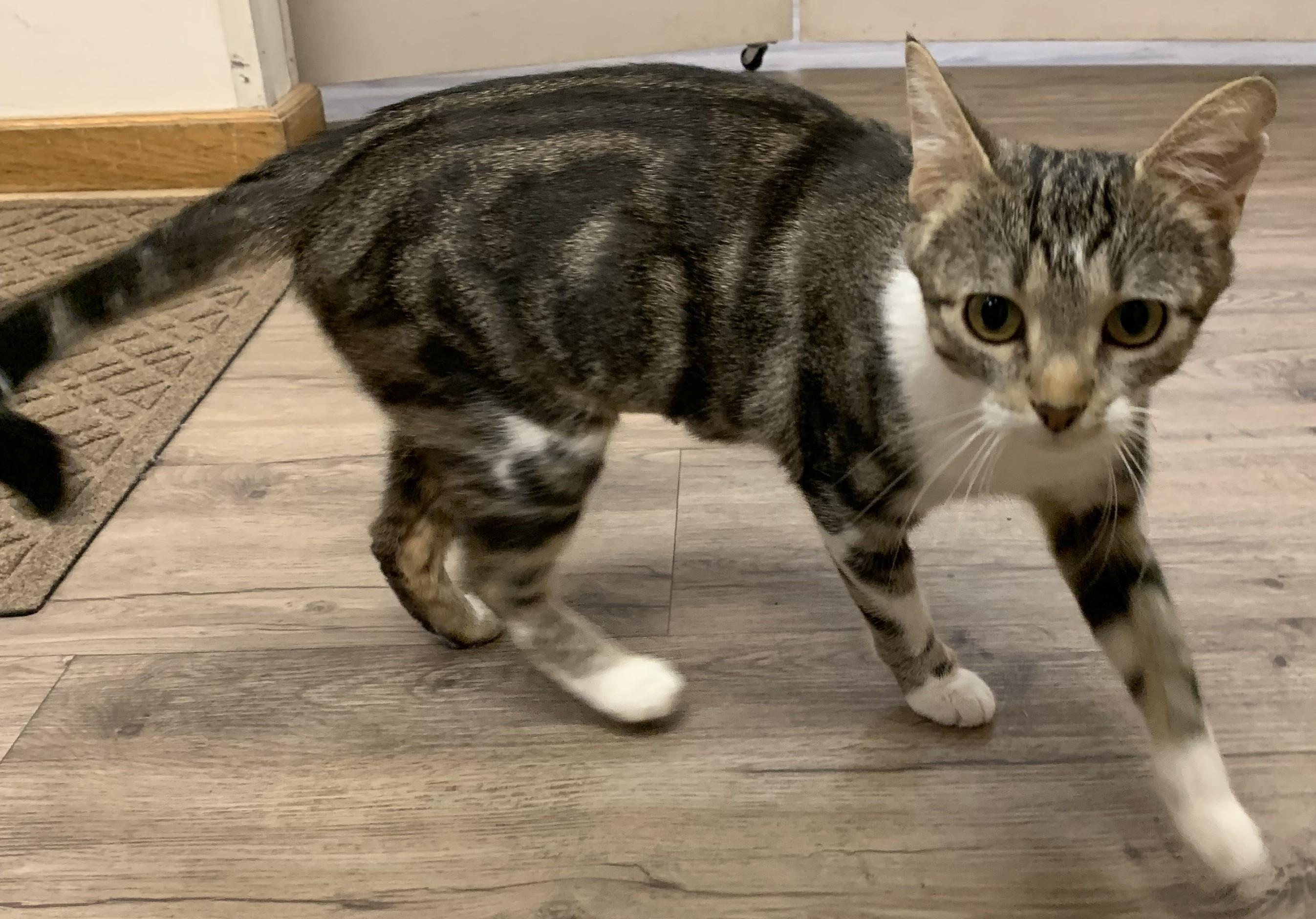 Deirdre25, Adoptable, Adult Female Domestic Short Hair.