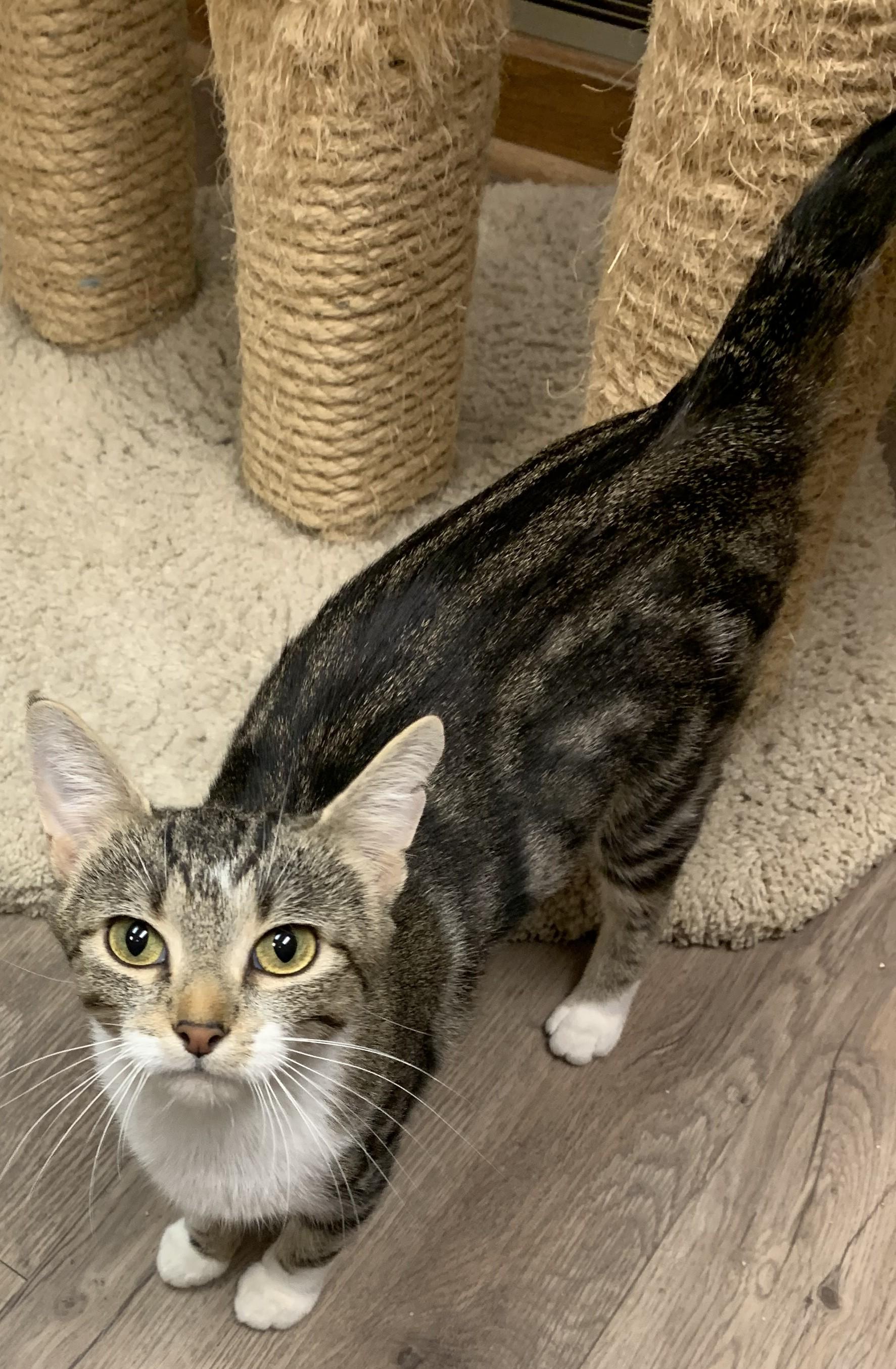 Enlarge Deirdre25, a Adoptable Domestic Short Hair in Milwaukee, WI image 2/6