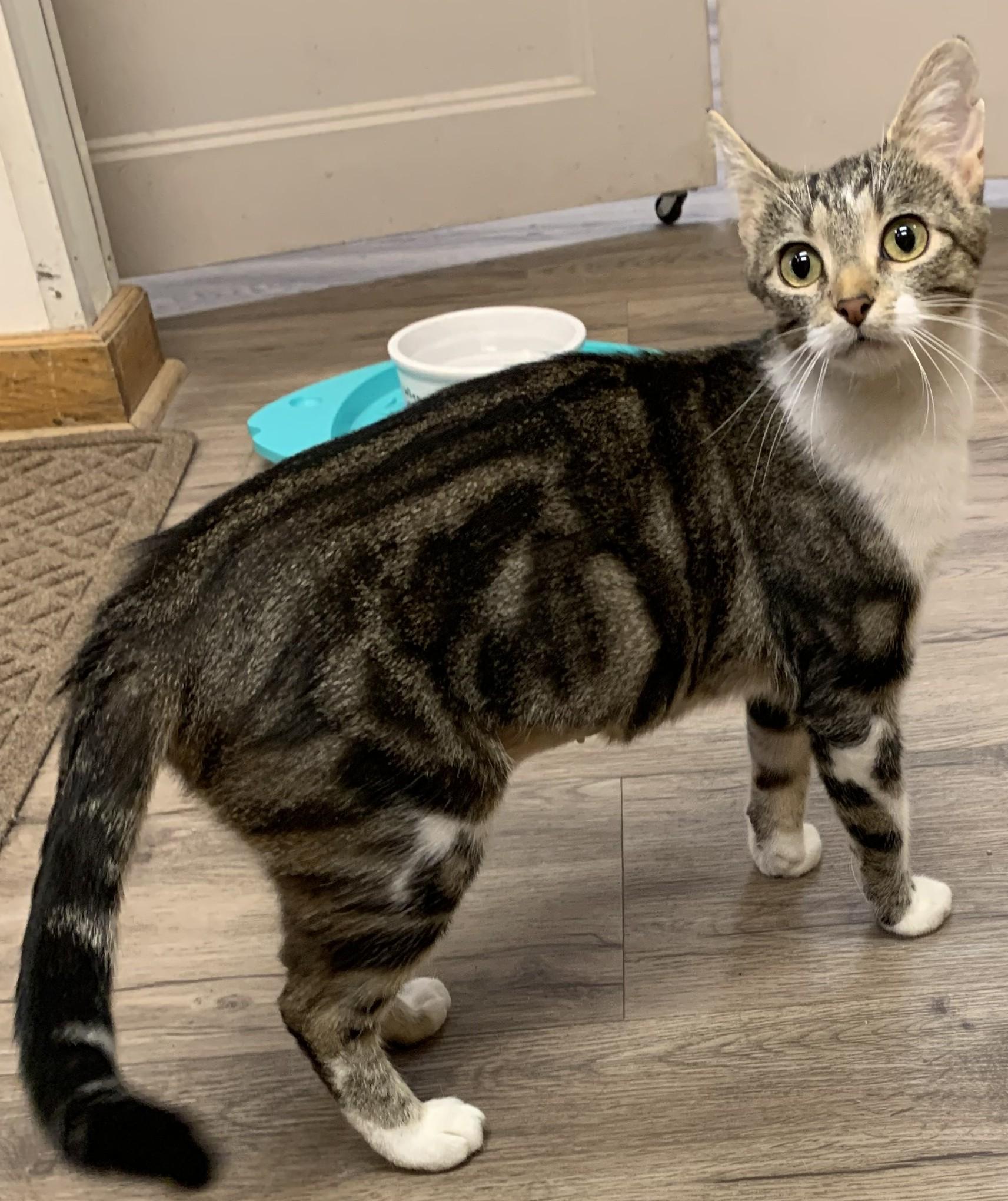 Enlarge Deirdre25, a Adoptable Domestic Short Hair in Milwaukee, WI image 3/6