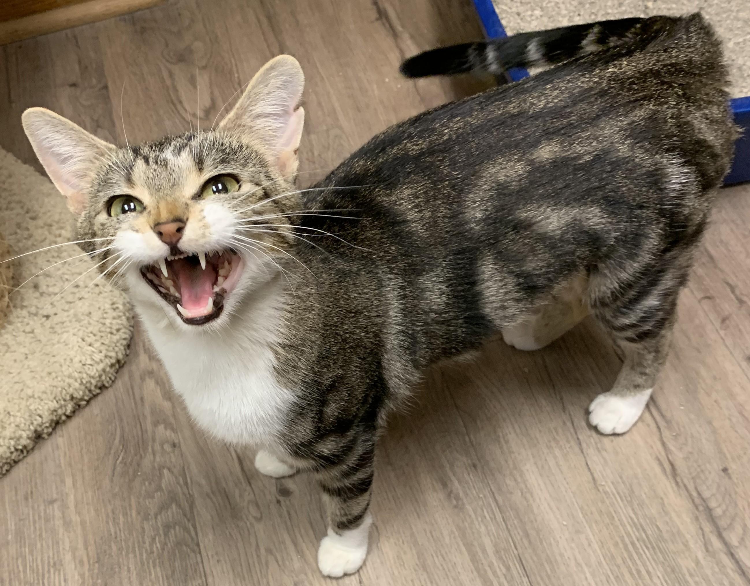 Enlarge Deirdre25, a Adoptable Domestic Short Hair in Milwaukee, WI image 5/6