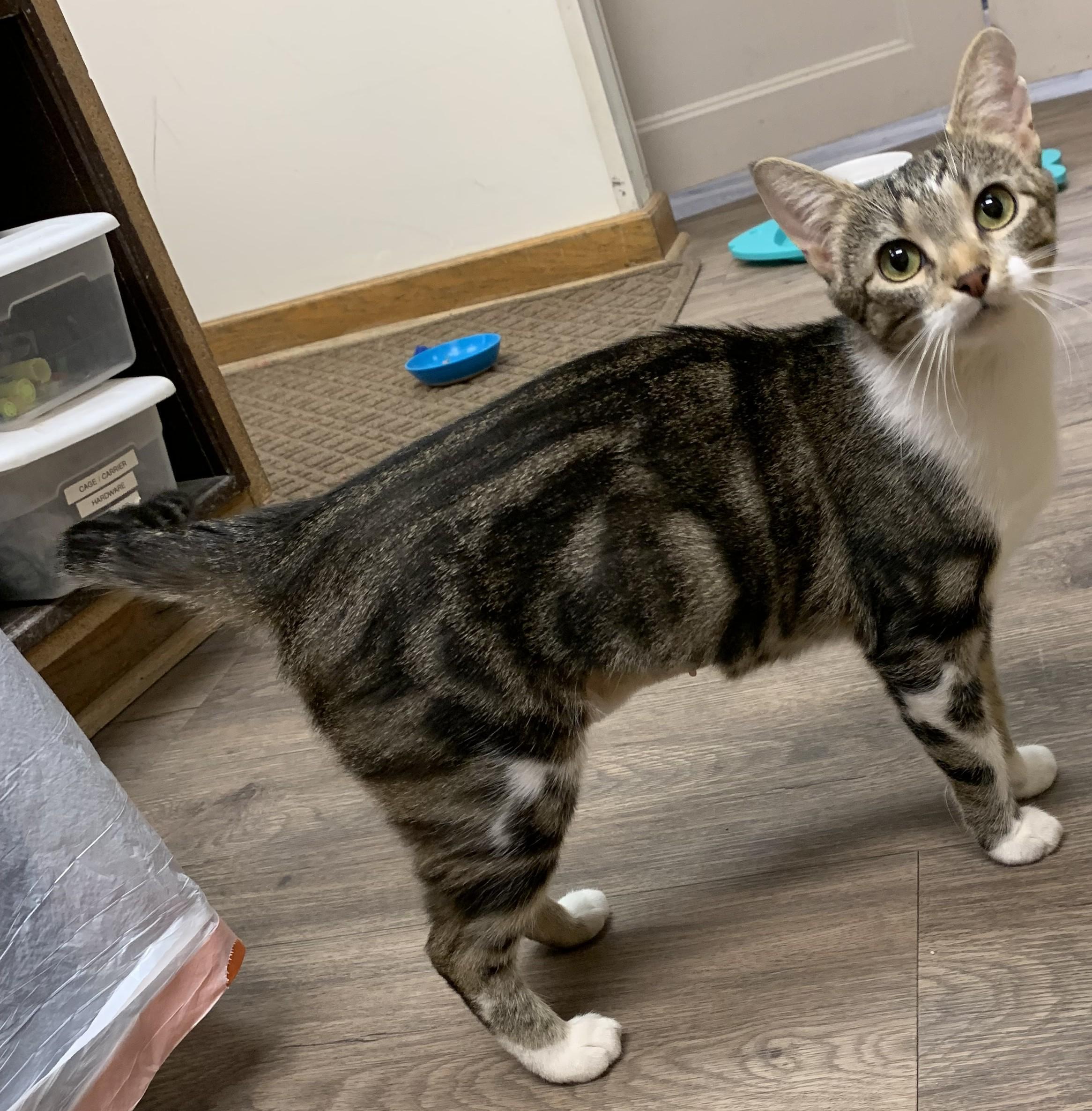 Enlarge Deirdre25, a Adoptable Domestic Short Hair in Milwaukee, WI image 6/6