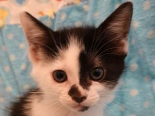 Tanya's Nicky, adopted, Kitten Female Domestic Short Hair.