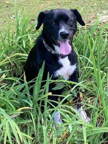 Reggie, a Adopted mixed breed in Cuyahoga Falls, OH image 1/3