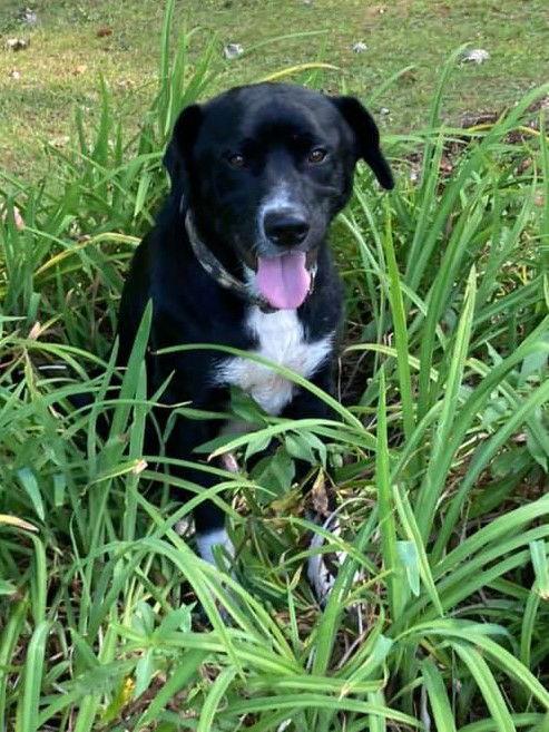 Reggie, a Adopted mixed breed in Cuyahoga Falls, OH image 2/3