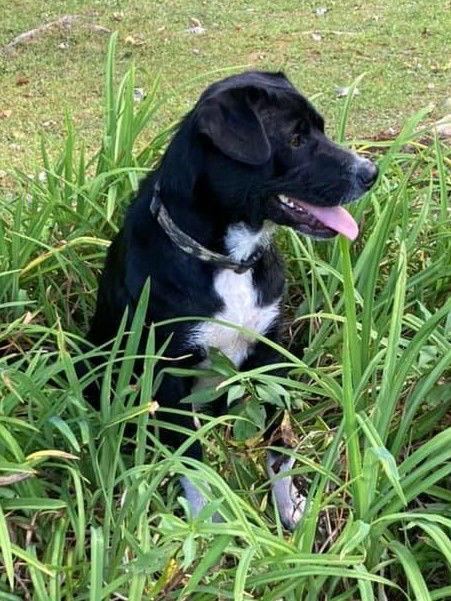 Reggie, a Adopted mixed breed in Cuyahoga Falls, OH image 3/3