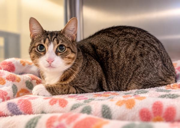 Enlarge Marie, a Adoptable mixed breed in Lafayette, LA image 1/1