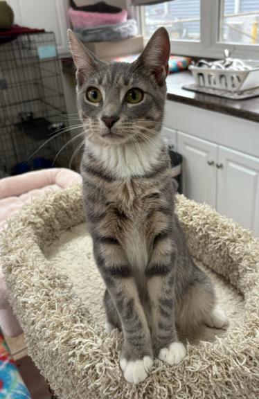 QUINN aka QUEEN, an adopted Domestic Short Hair in Hamilton, NJ image 2/4