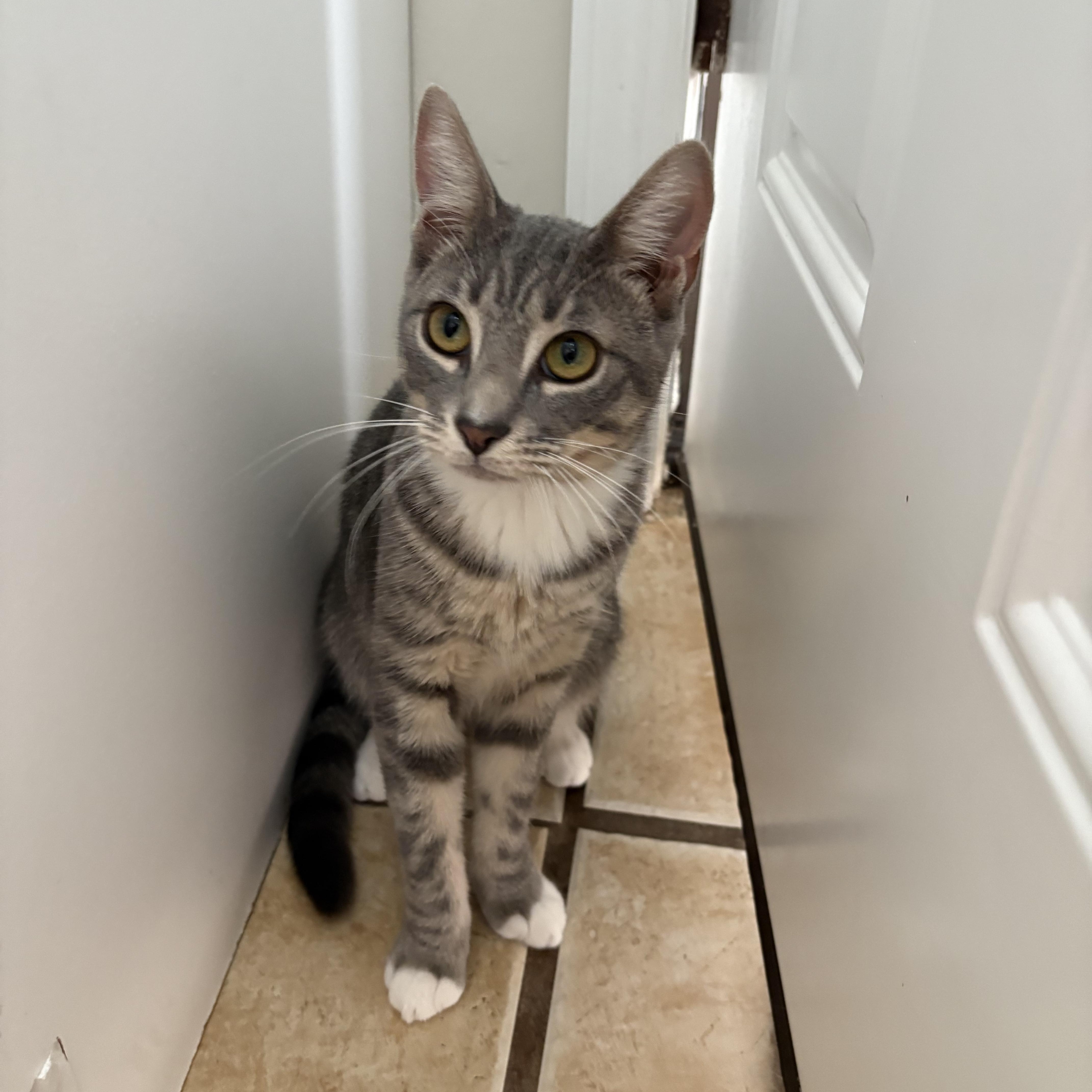 QUINN aka QUEEN, an adopted Domestic Short Hair in Hamilton, NJ image 3/4