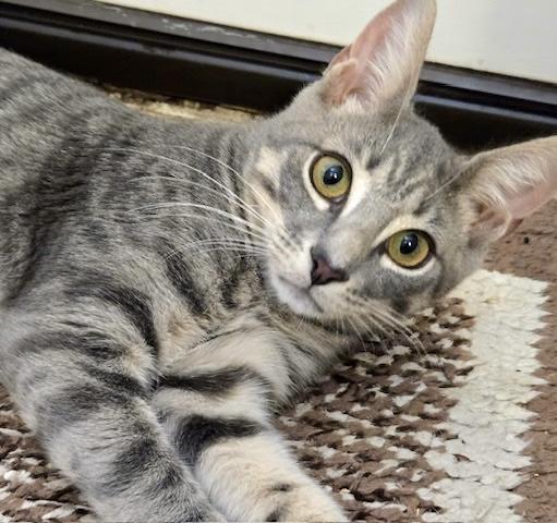 QUINN aka QUEEN, an adopted Domestic Short Hair in Hamilton, NJ image 1/4