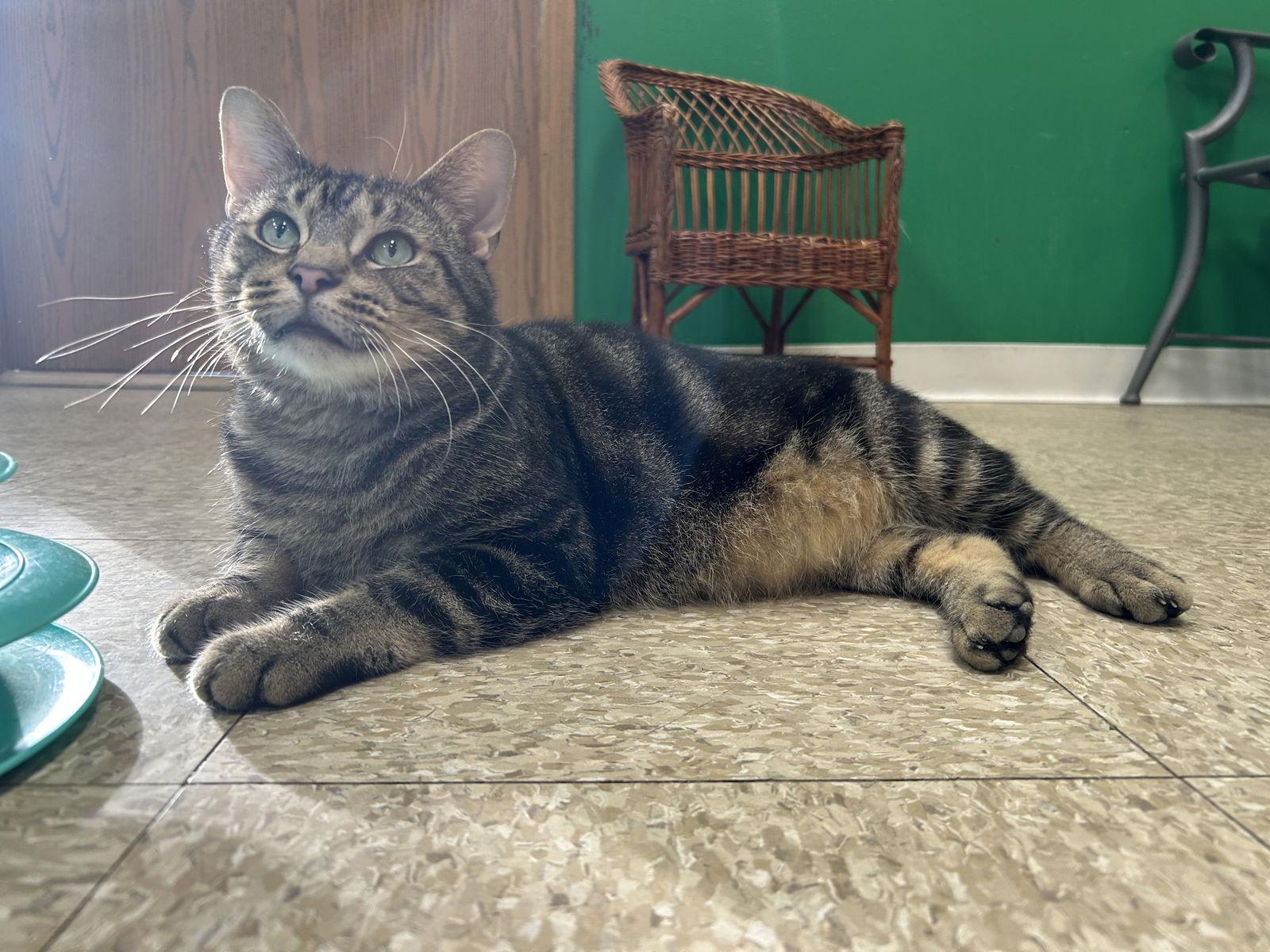 Ozzie, a Adopted Domestic Short Hair in Columbus, OH image 1/3