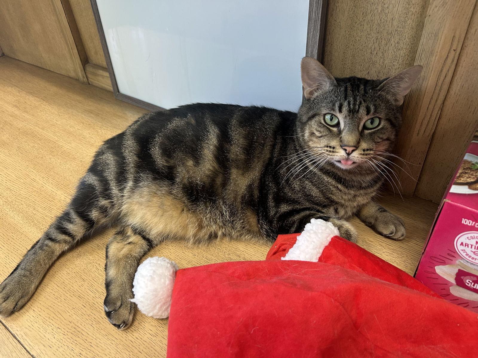 Ozzie, a Adopted Domestic Short Hair in Columbus, OH image 2/3