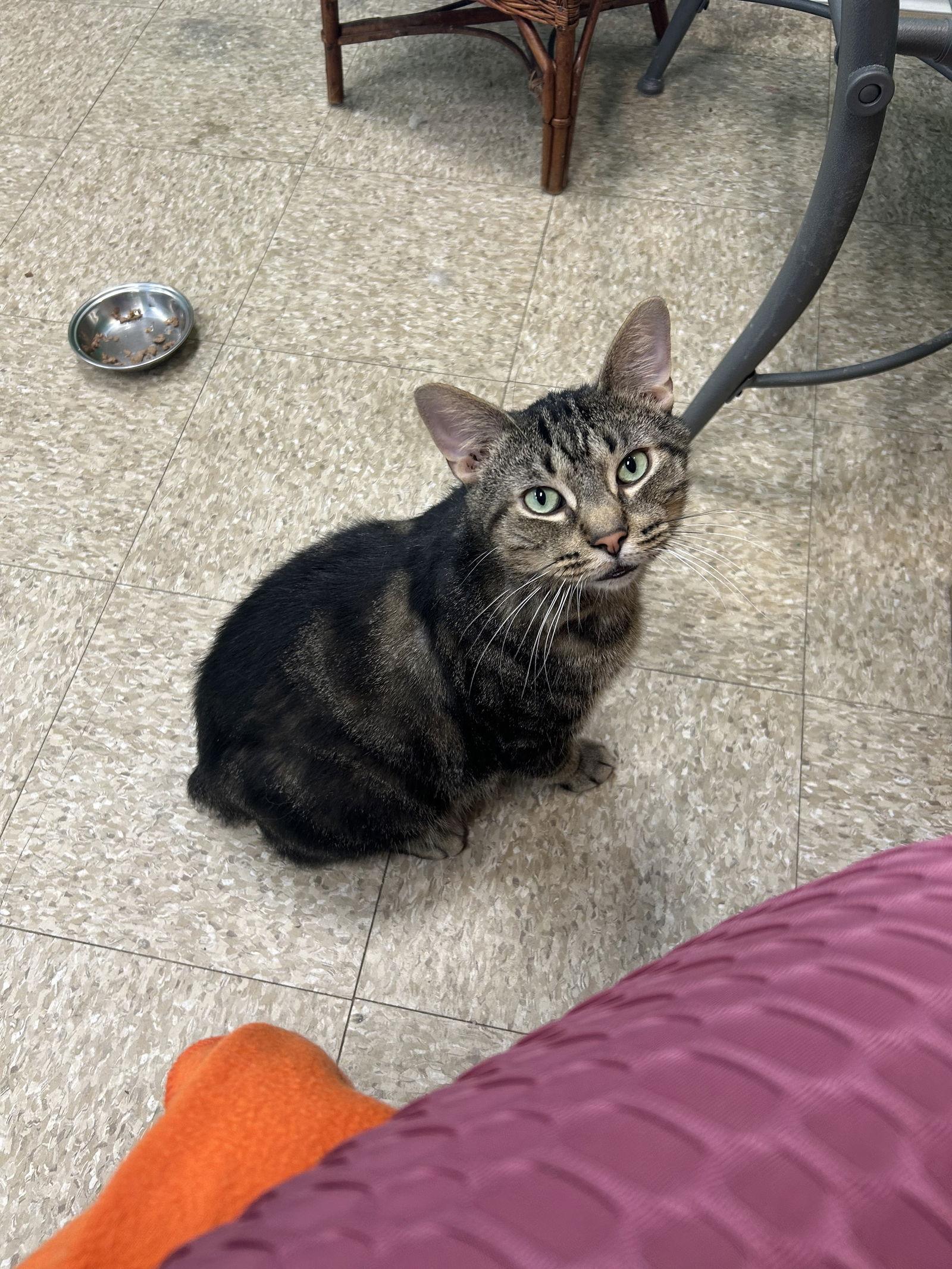 Ozzie, a Adopted Domestic Short Hair in Columbus, OH image 3/3