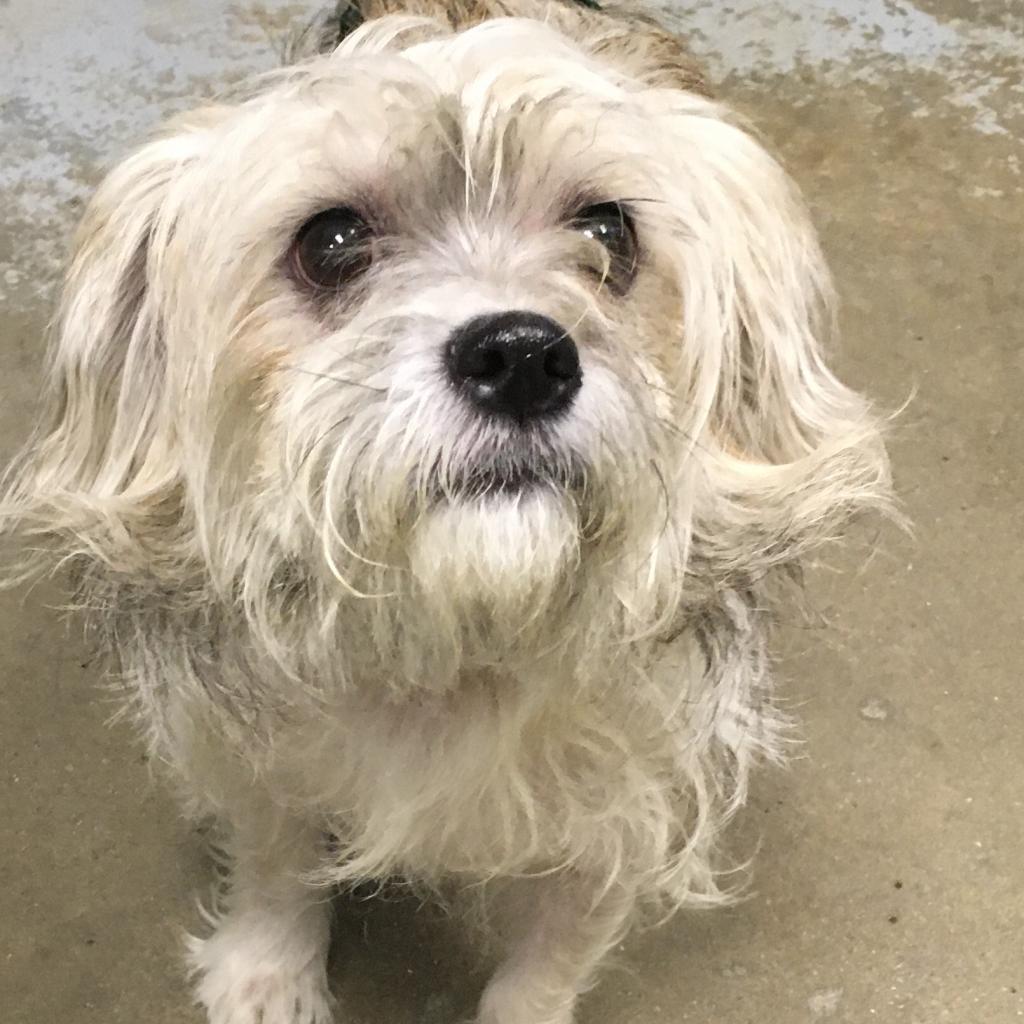 Kash, a ADOPTABLE mixed breed in Greenville, SC image 1/3