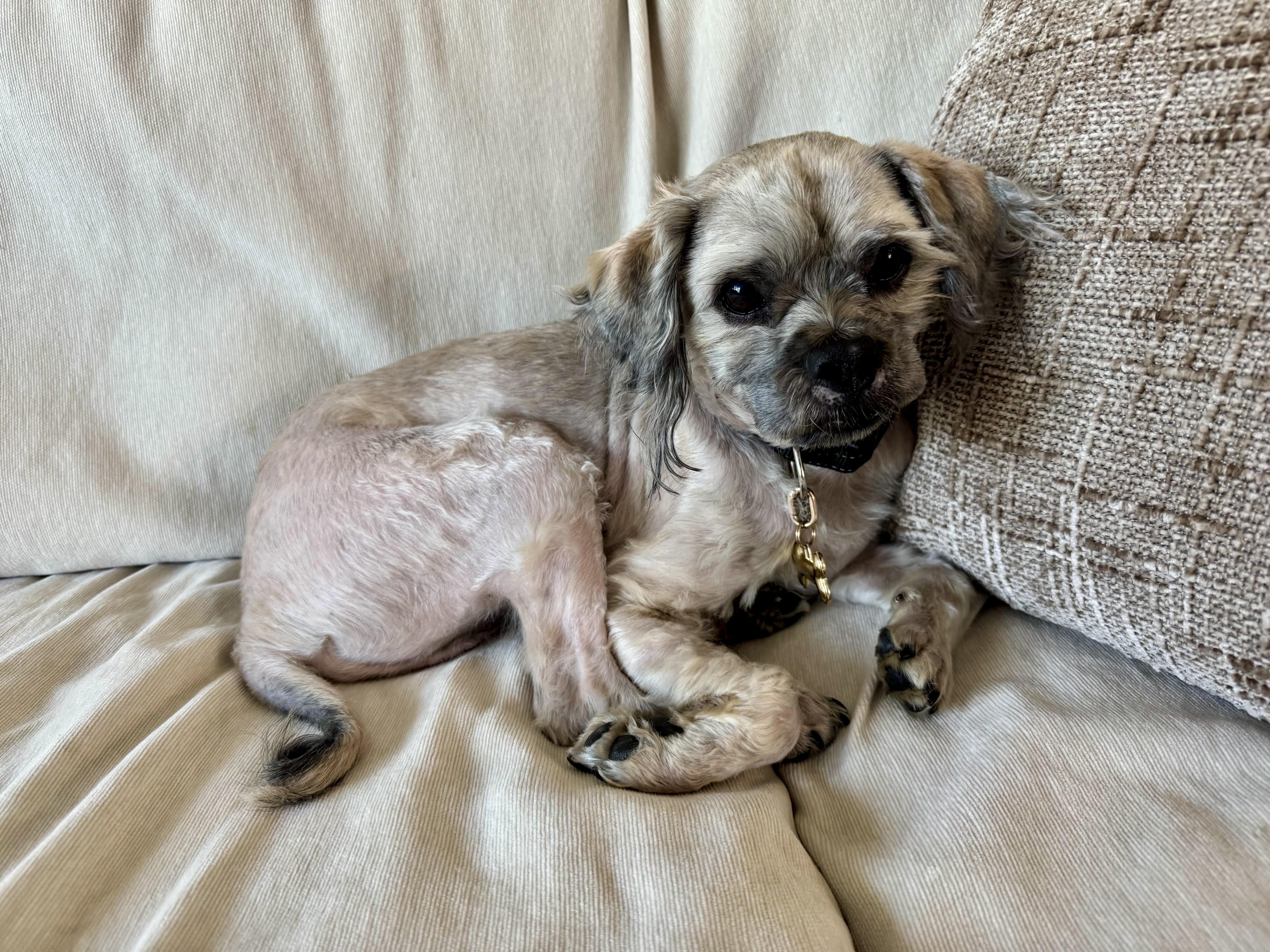 Adopt Leroy