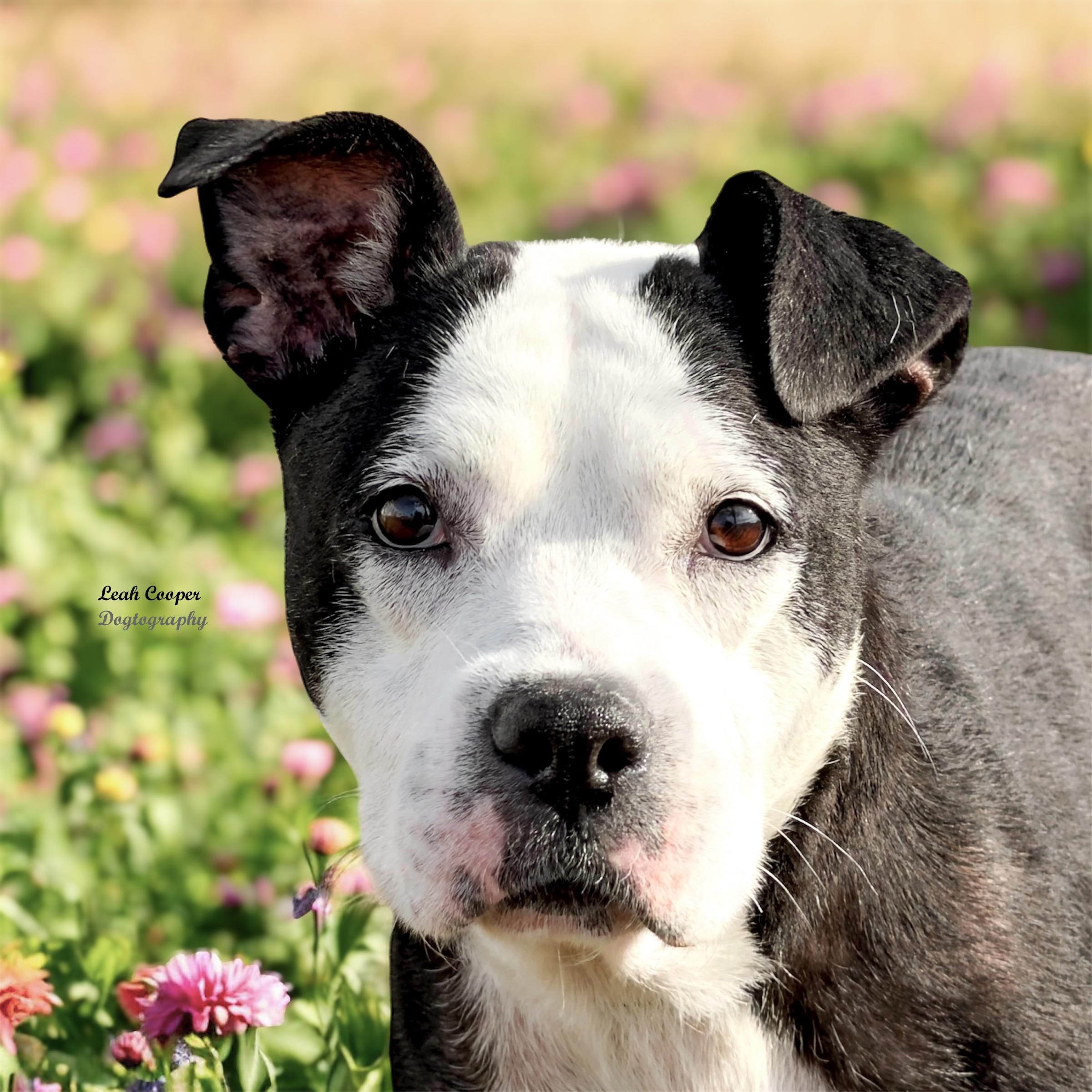 Roxy, ADOPTABLE, Adult Female Staffordshire Bull Terrier.