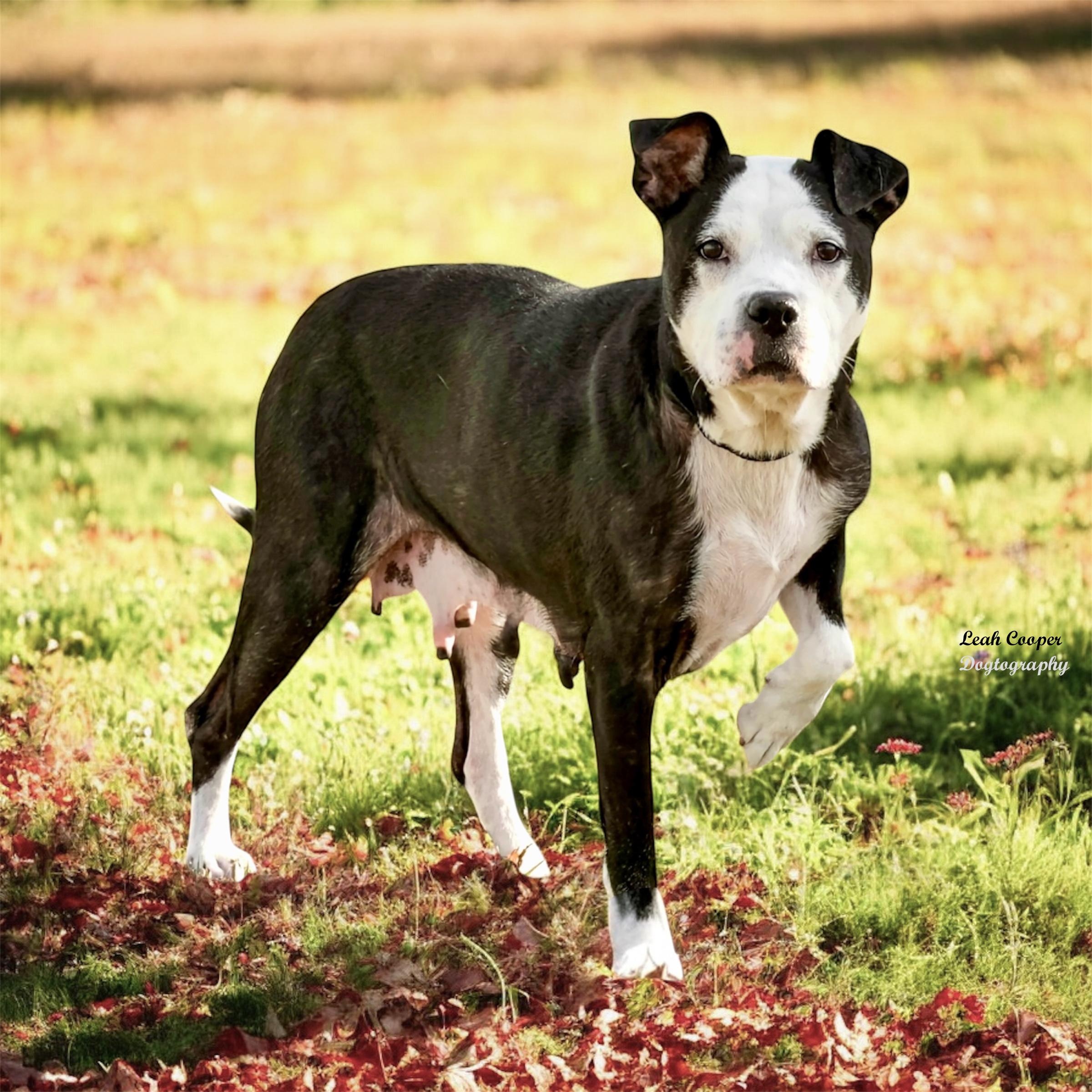 Enlarge Roxy, a ADOPTABLE mixed breed in Henderson, KY image 2/2