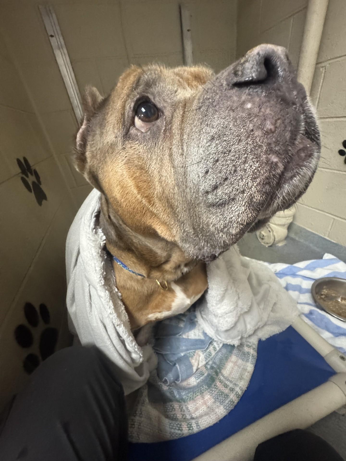 Arthur, a Adoptable American Bully in West Warwick, RI image 1/2