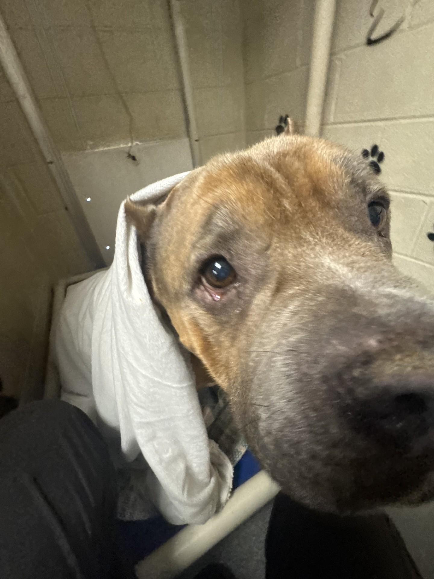 Arthur, a Adoptable American Bully in West Warwick, RI image 2/2