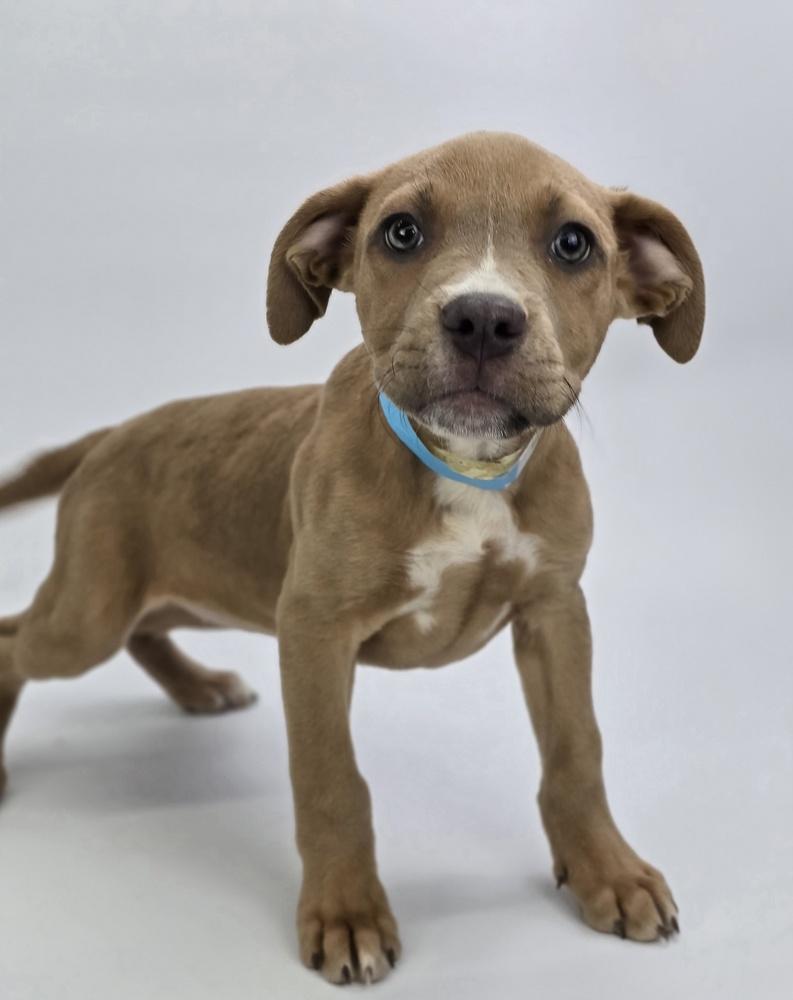 Harbor, Adoptable, Puppy Female American Staffordshire Terrier.