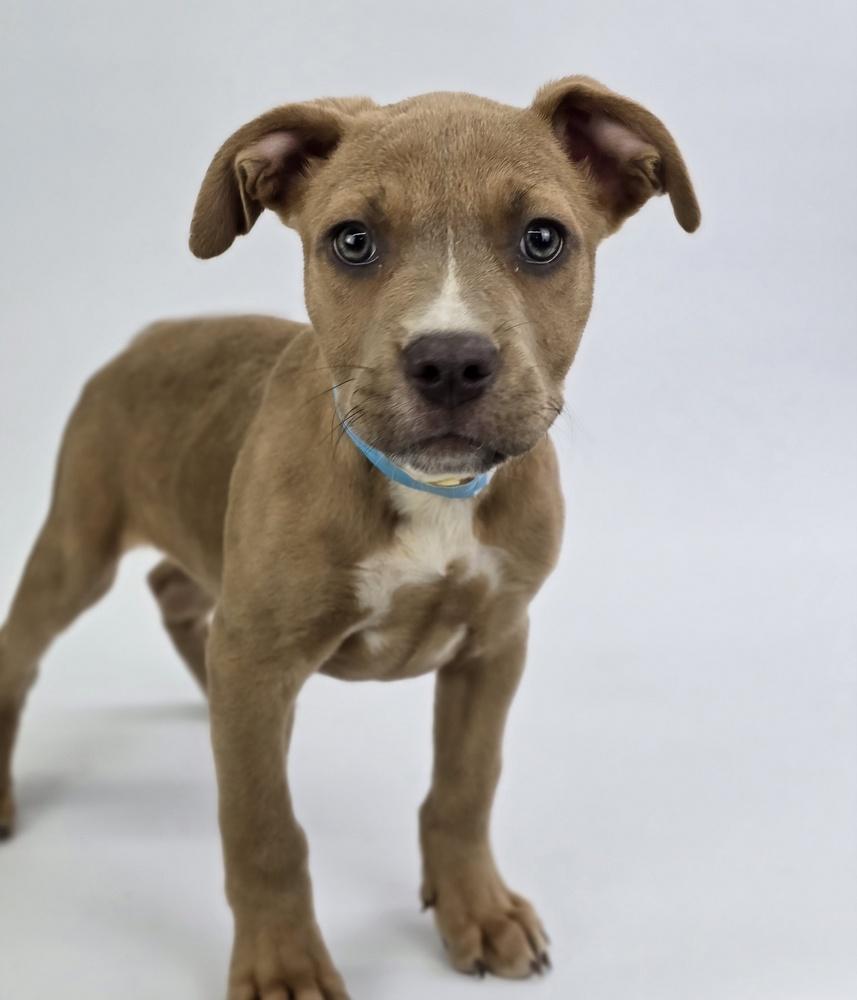 Enlarge Harbor, a Adoptable mixed breed in Sedalia, CO image 2/3