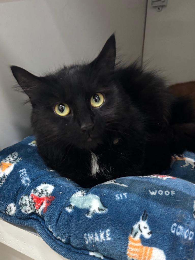 Eva, Adoptable, Adult Female Domestic Long Hair.