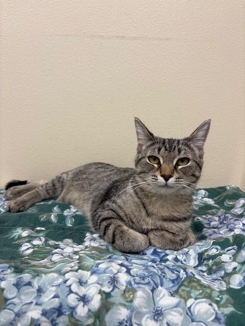 Paloma, Adoptable, Kitten Female Domestic Short Hair.