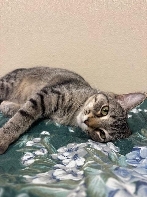 Enlarge Paloma, a Adoptable mixed breed in Ladysmith, WI image 2/5