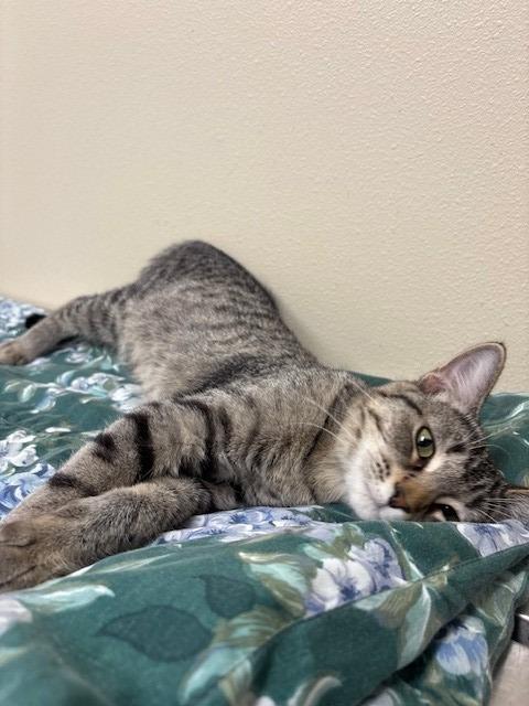 Enlarge Paloma, a Adoptable mixed breed in Ladysmith, WI image 3/5