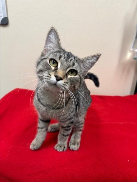 Enlarge Paloma, a Adoptable mixed breed in Ladysmith, WI image 4/5