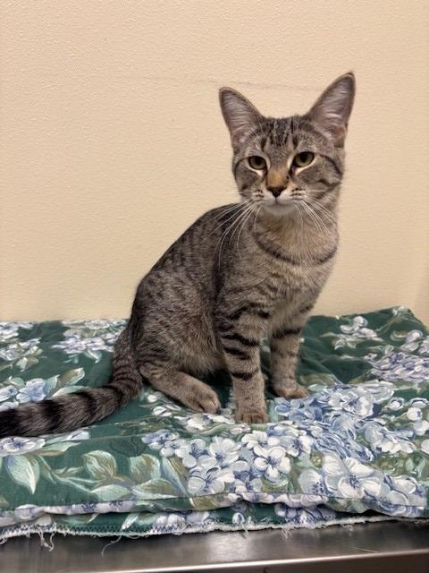 Enlarge Paloma, a Adoptable mixed breed in Ladysmith, WI image 5/5
