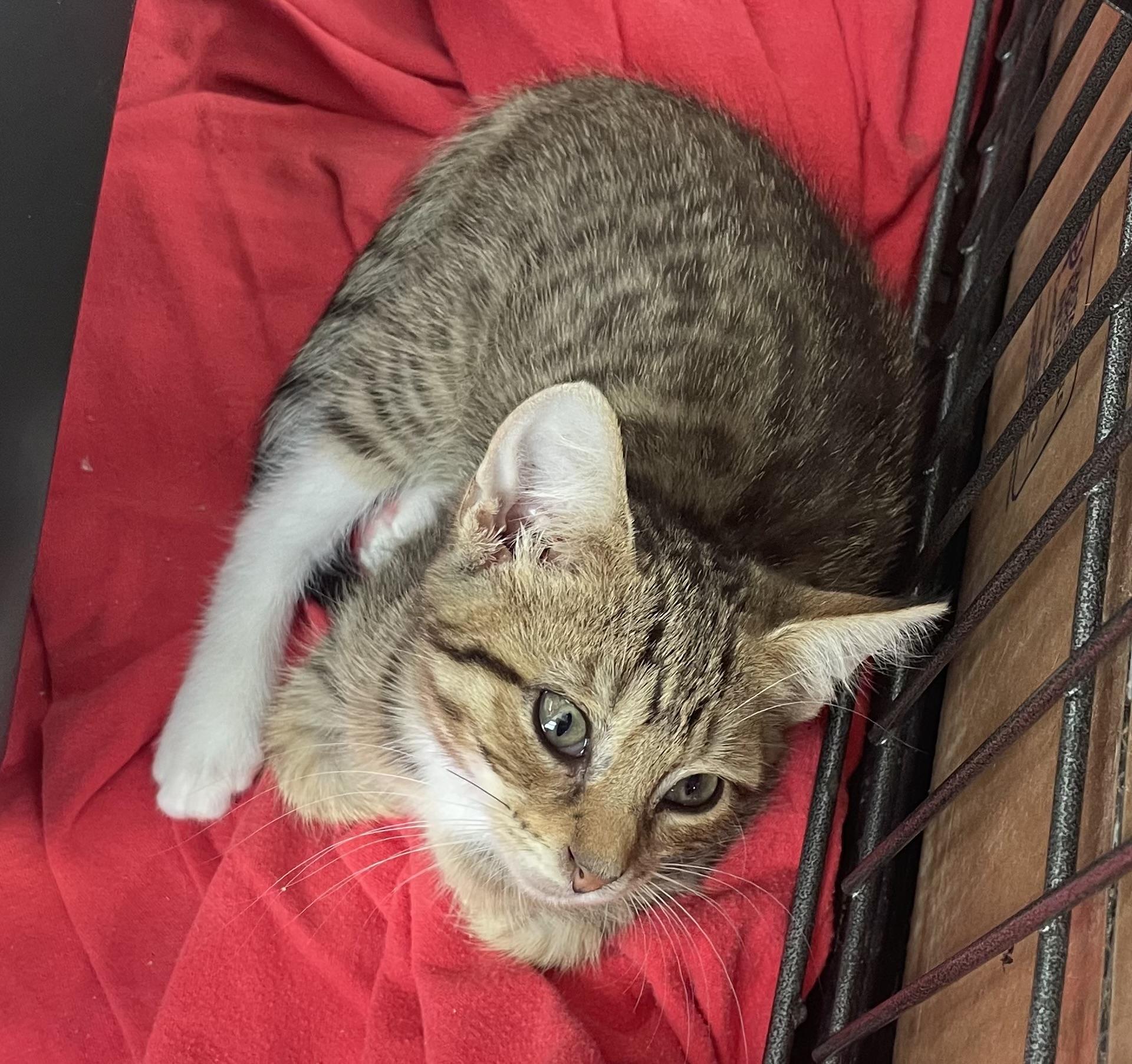Honey, Adoptable, Kitten Female Domestic Short Hair.
