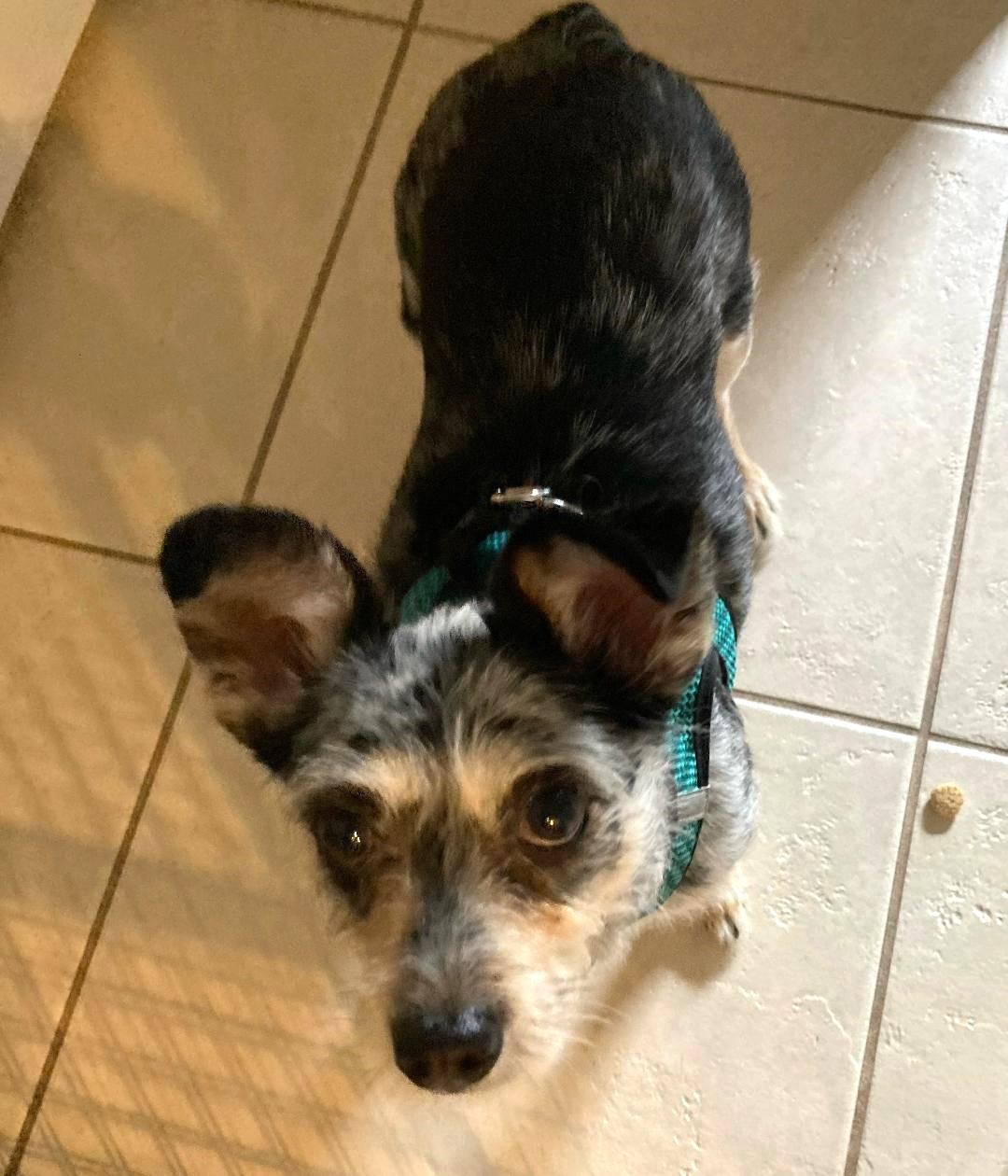 Bella Marie, ADOPTABLE, Adult Female Terrier.