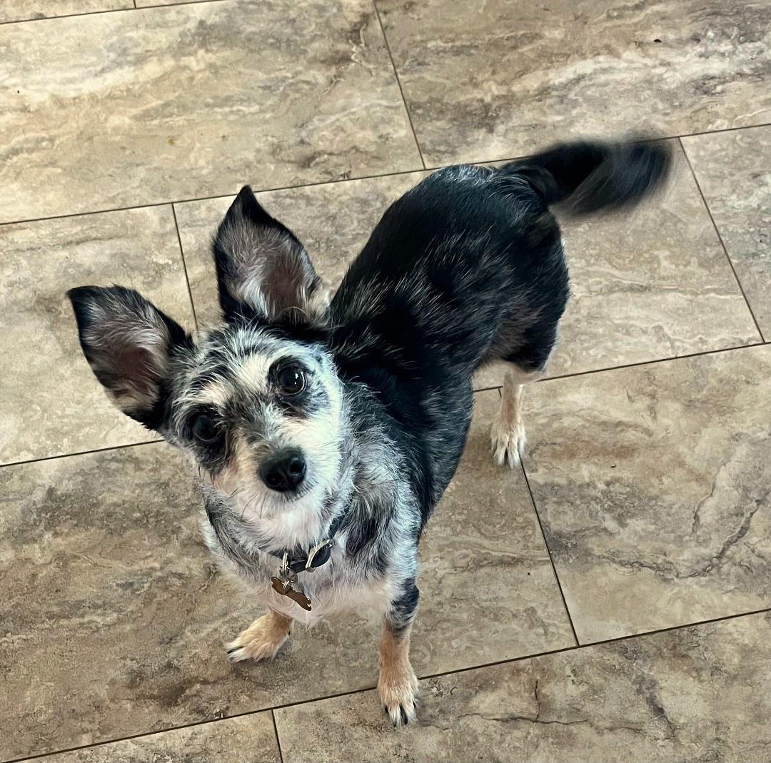 Enlarge Bella Marie, a ADOPTABLE mixed breed in Inverness, FL image 2/2