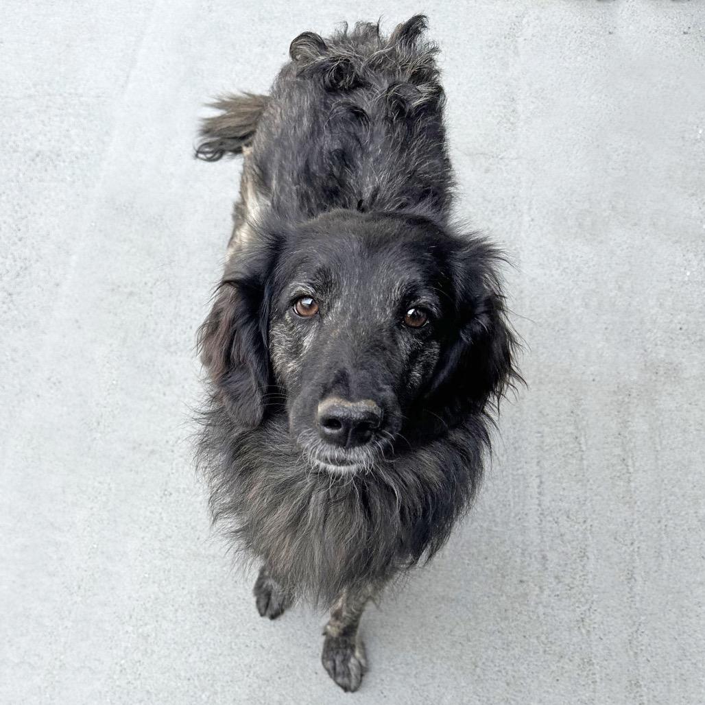 Pippy, Adoptable, Adult Female Mixed Breed.