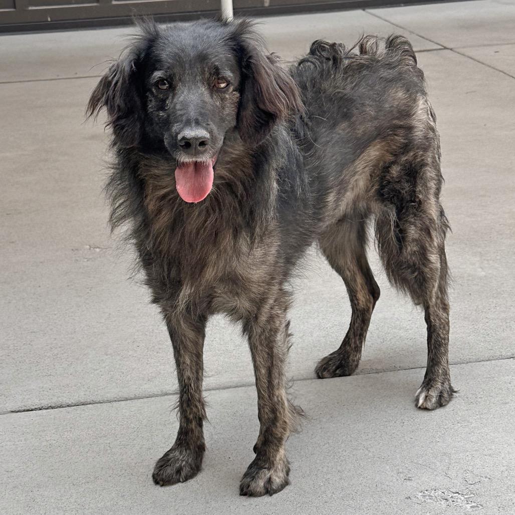 Enlarge Pippy, a Adoptable Mixed Breed in Hailey, ID image 2/3