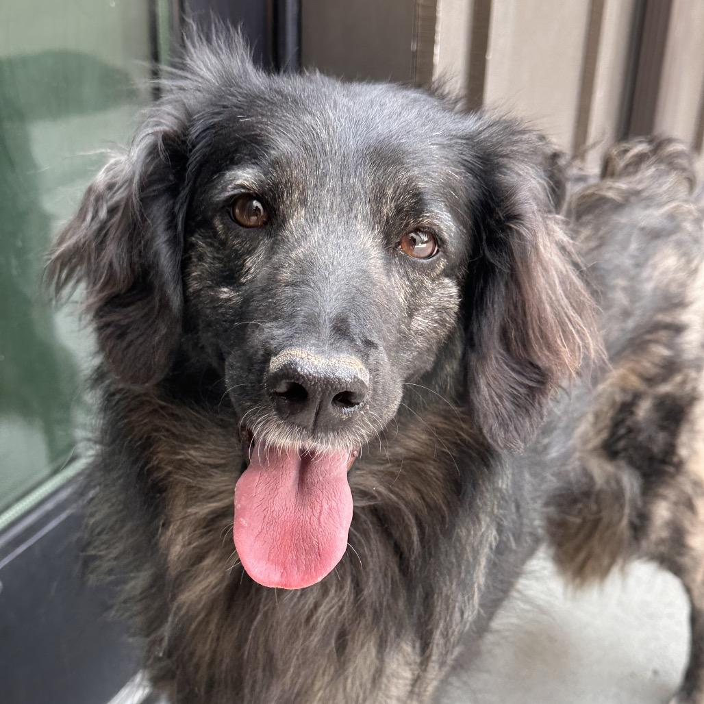 Enlarge Pippy, a Adoptable Mixed Breed in Hailey, ID image 3/3