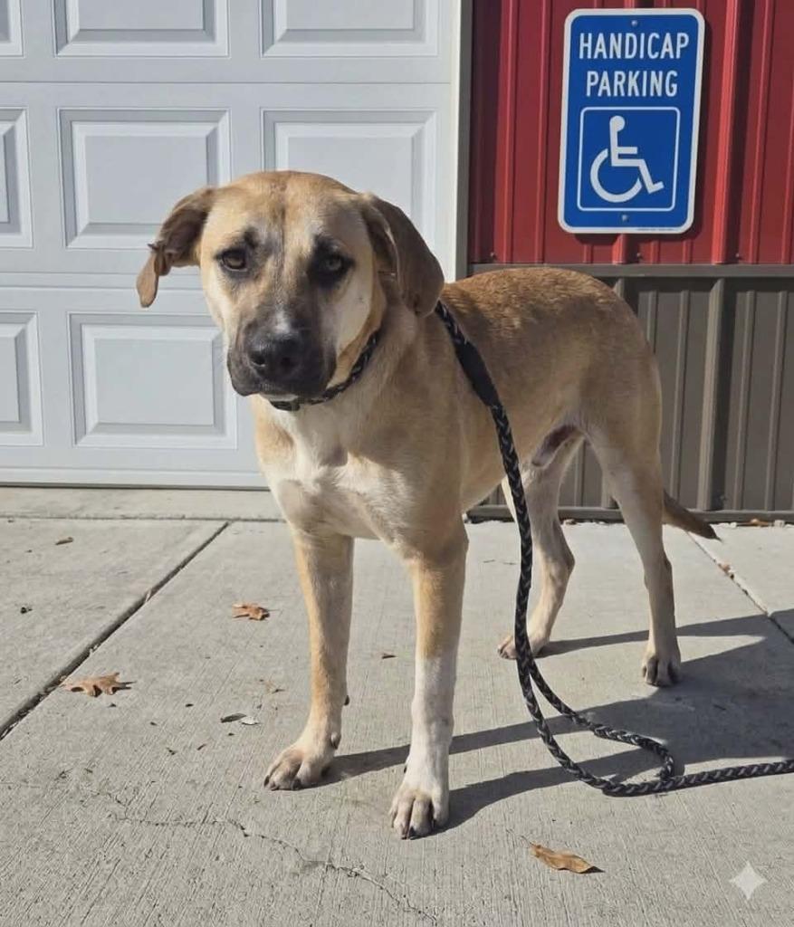 Enlarge Momma dixie, a Adoptable Shepherd in Olney, IL image 1/1