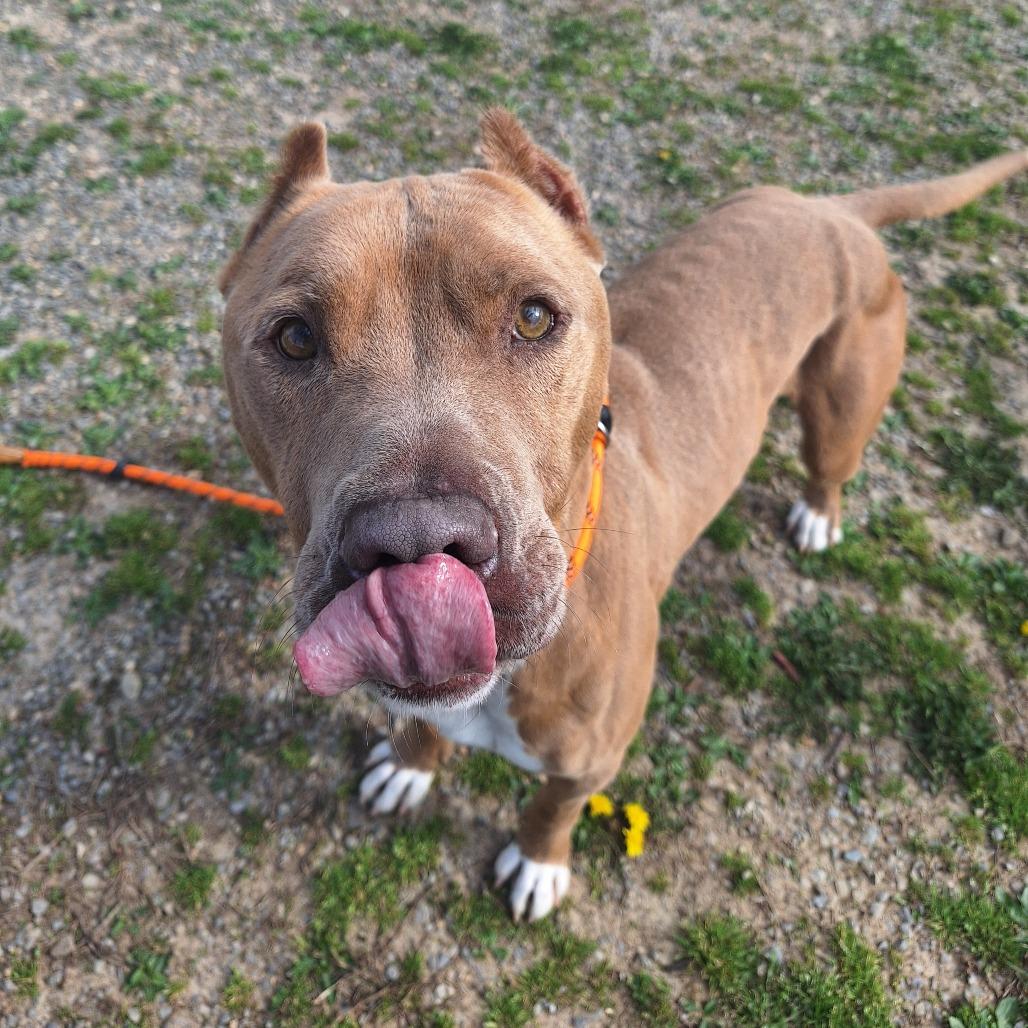 Enlarge Poncho, a ADOPTABLE Mixed Breed in Cape Girardeau, MO image 3/3