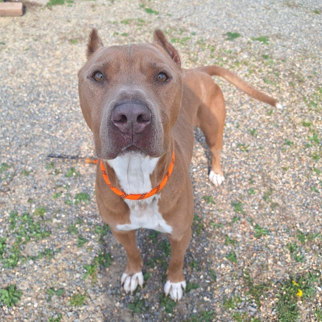 Enlarge Poncho, a ADOPTABLE Mixed Breed in Cape Girardeau, MO image 1/3