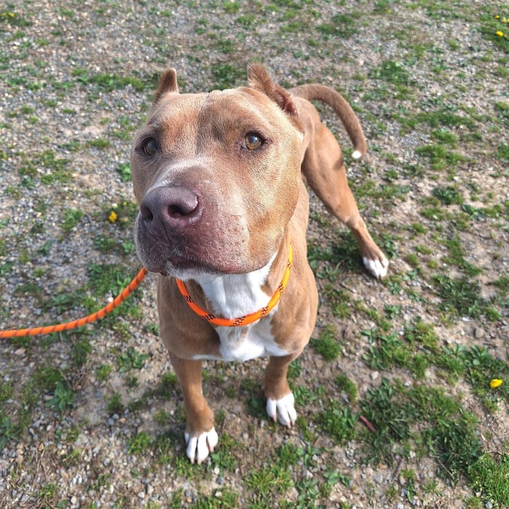Enlarge Poncho, a ADOPTABLE Mixed Breed in Cape Girardeau, MO image 2/3