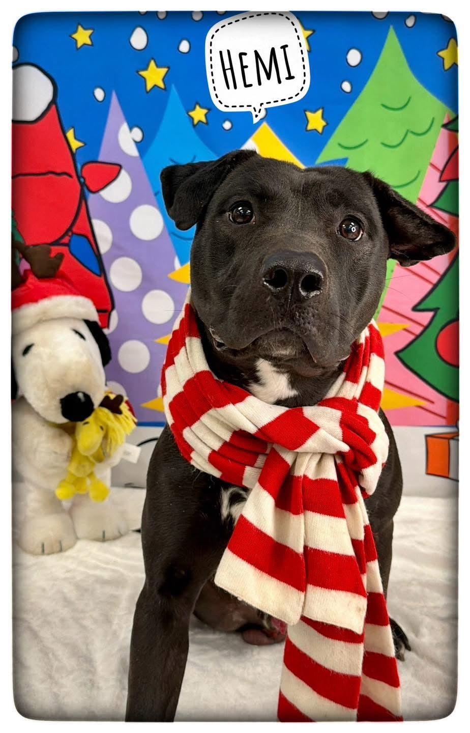 Enlarge Hemi, a Adoptable Mixed Breed in Flint, MI image 1/1