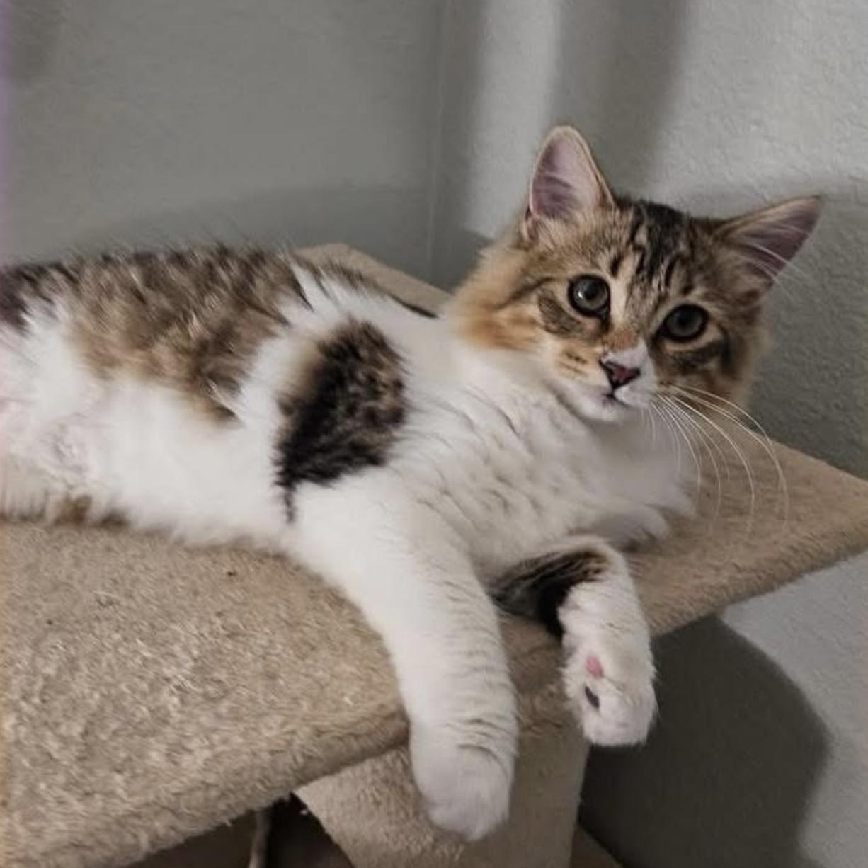 Enlarge Adventure, an adopted mixed breed in Santa Rosa, CA image 1/1