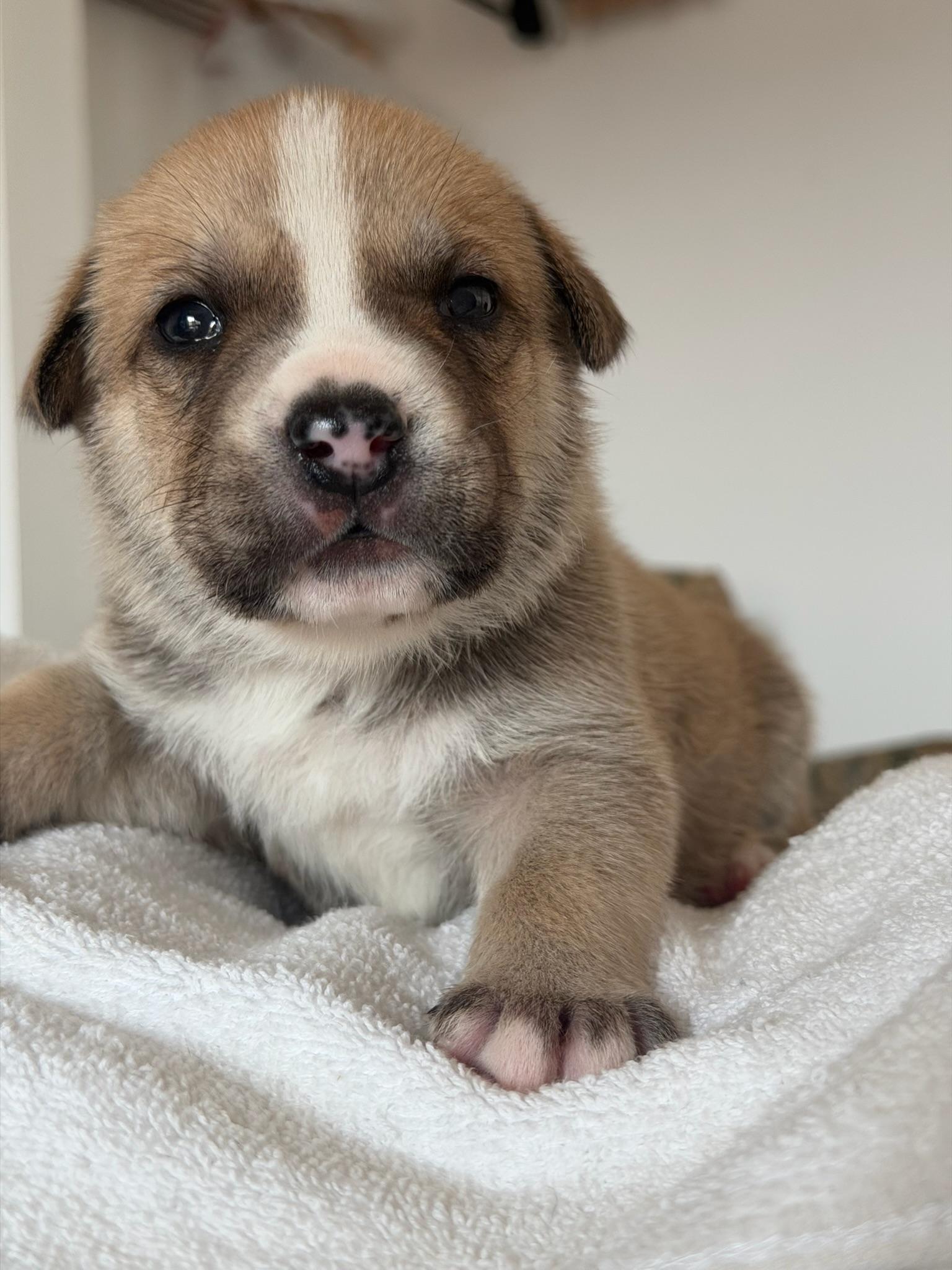 Enlarge Clove, an adopted mixed breed in Santa Barbara, CA image 2/5