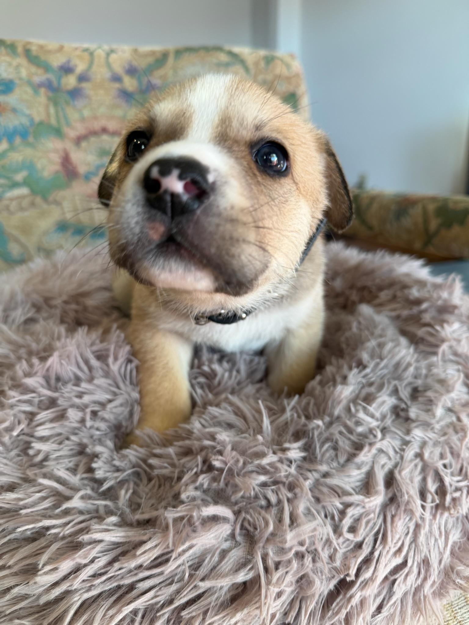 Enlarge Clove, an adopted mixed breed in Santa Barbara, CA image 3/5